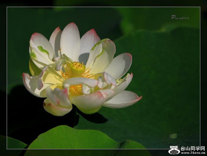 �}�u -��Ƭ 074cc.jpg