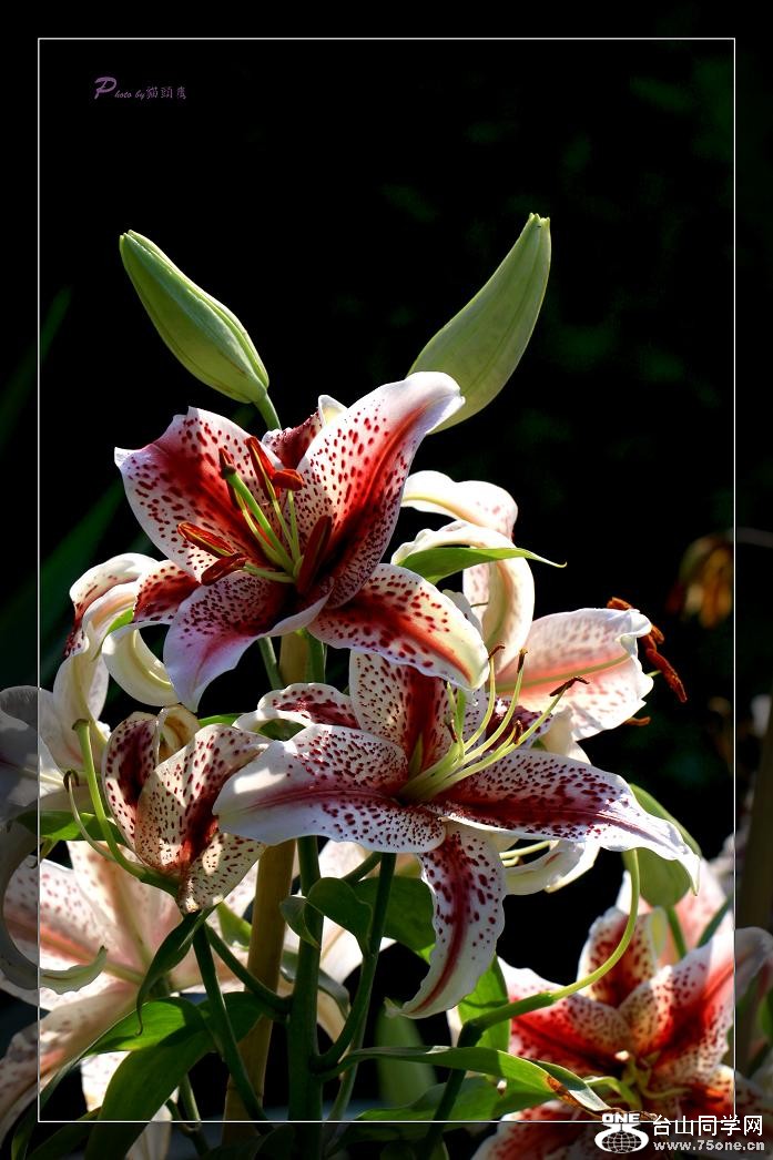 �}�u -24 451c.jpg