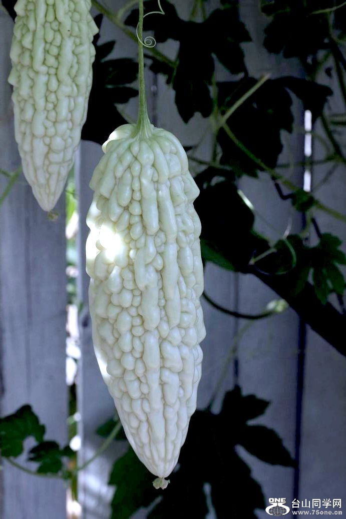 ������С IMG_6851.JPG