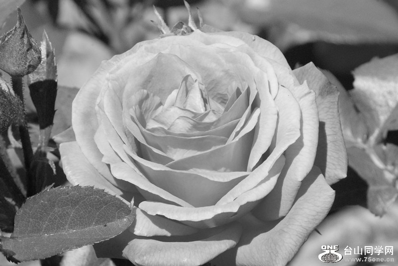 DSC_0278_2.jpg
