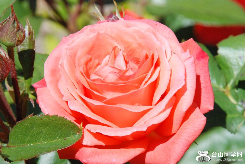 DSC_0278_1.jpg