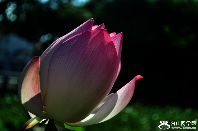 DSC_2862.jpg