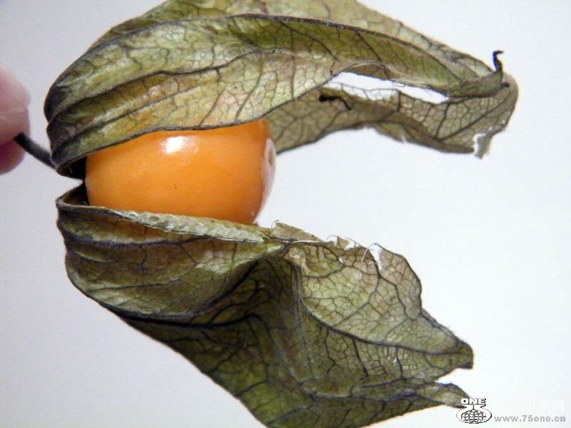 DSCF0262=0.jpg