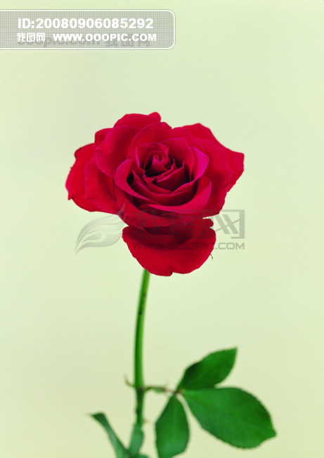 OOOPIC_vipvip_200809060852591bf8ef70d75a7fc963.jpg