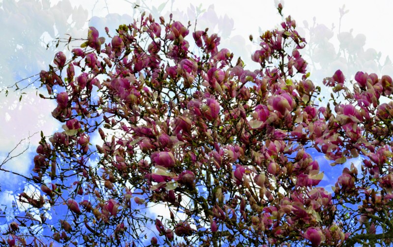 _DSC0003 [800x600].jpg