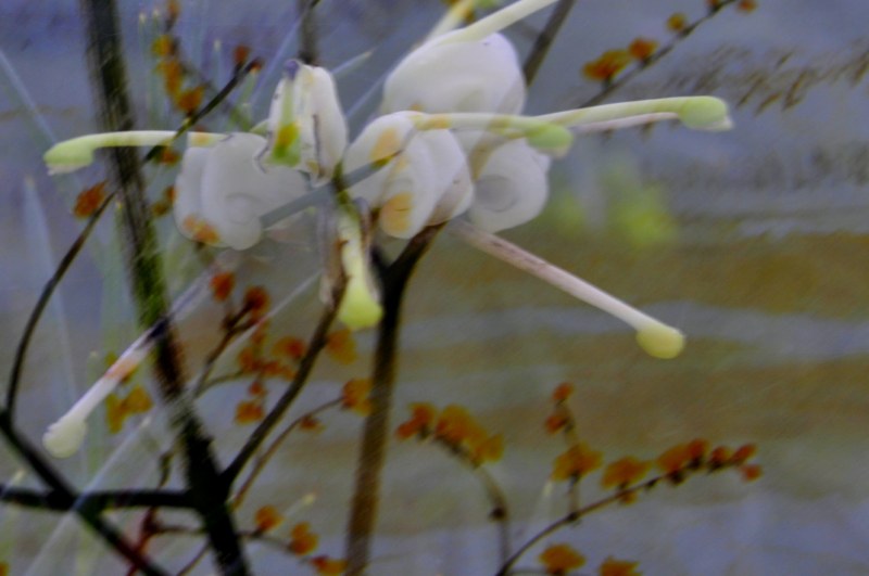 _DSC0099 [800x600] (2).jpg