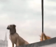 ssss.gif