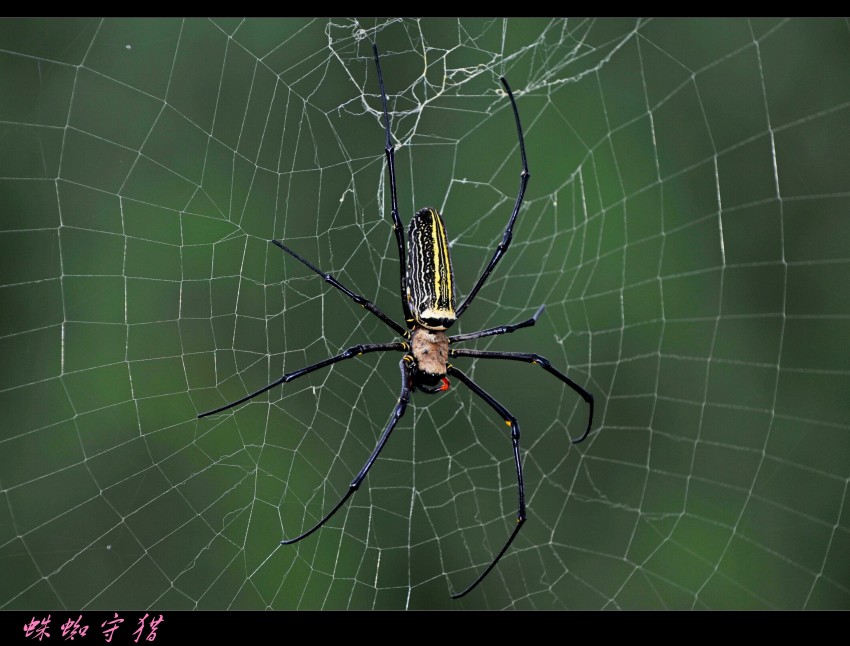 Ƭ 040_conew2.jpg