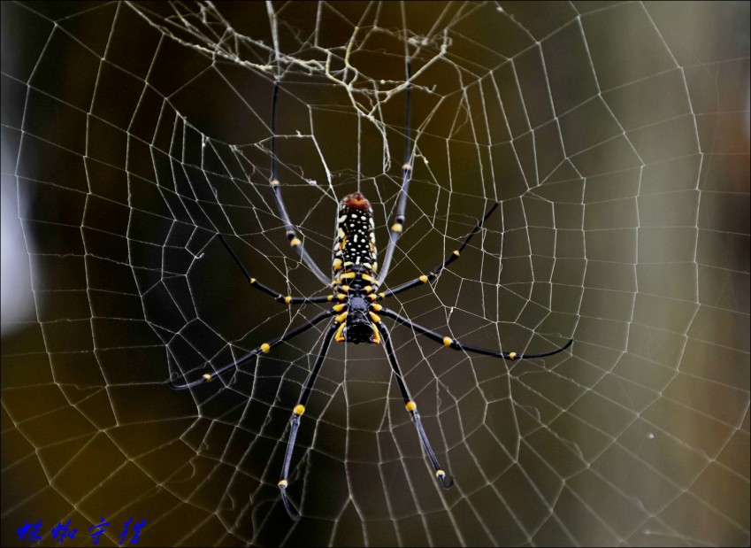 Ƭ 081_conew2.jpg
