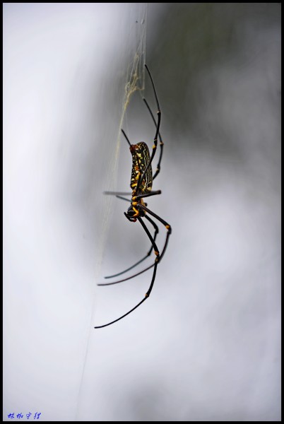 Ƭ 073_conew2.jpg