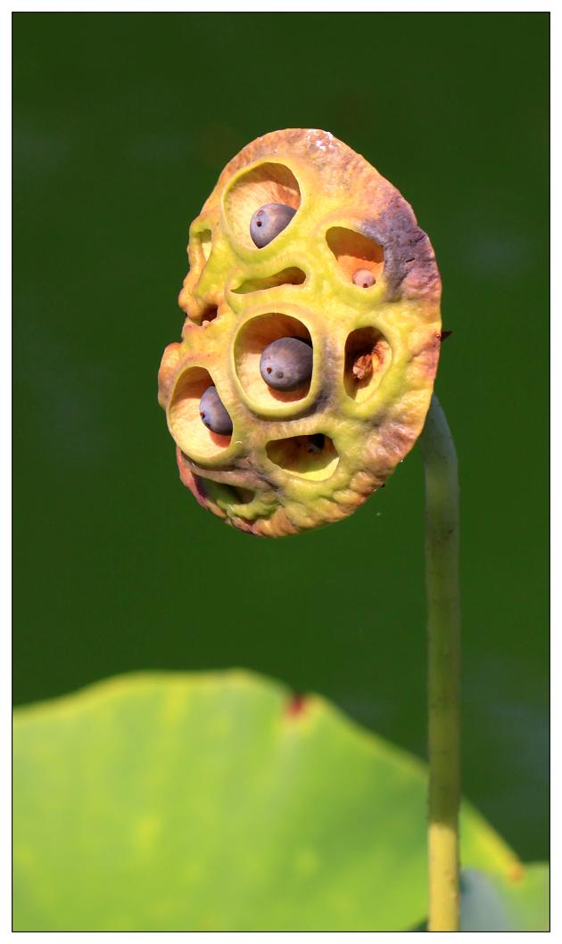 �}�u -28 849cc.jpg