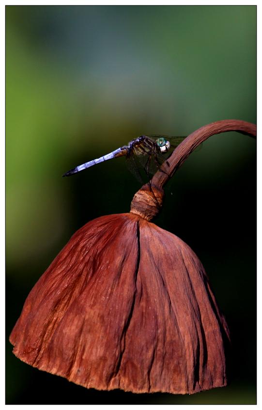 �}�u -28 817cc.jpg