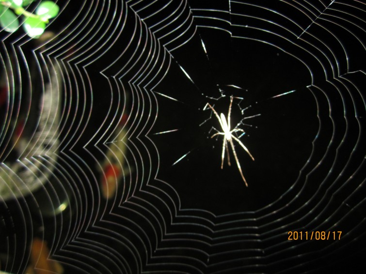  052_conew1.jpg