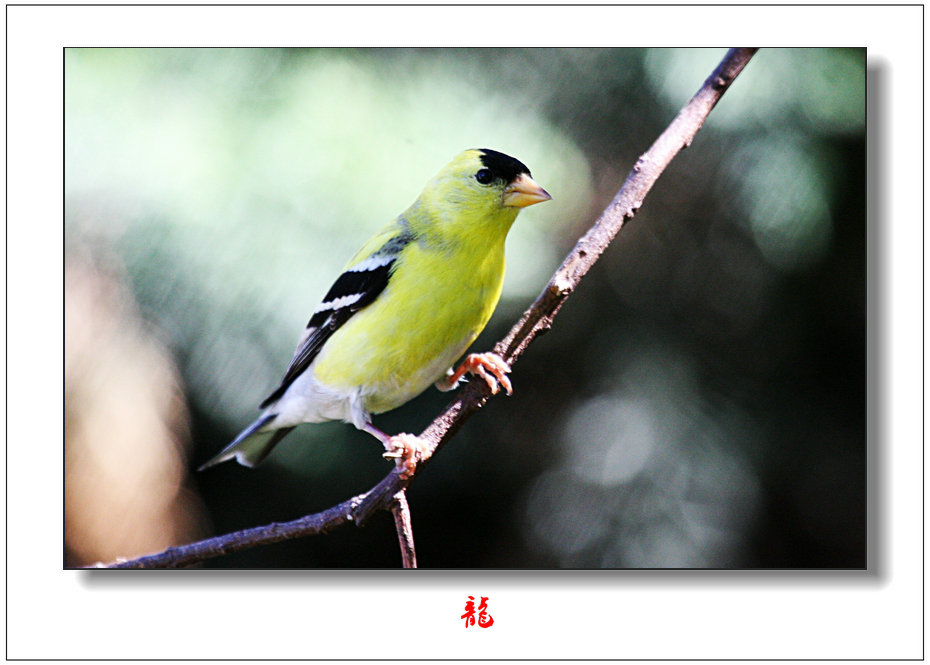 IMG_5778a.jpg