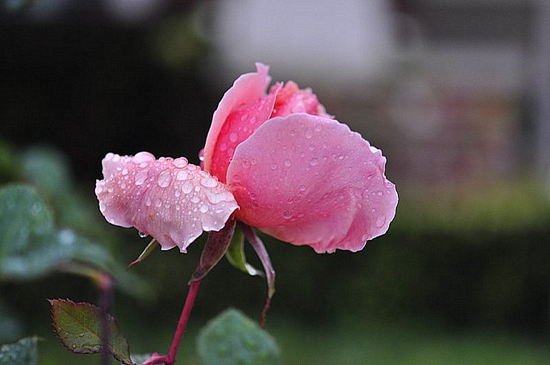 _DSC0463 [800x600].jpg