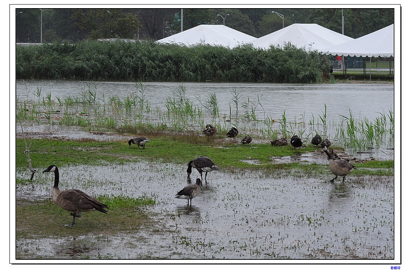 ŦԼ������۽ڣ�2011�� 576-1.jpg