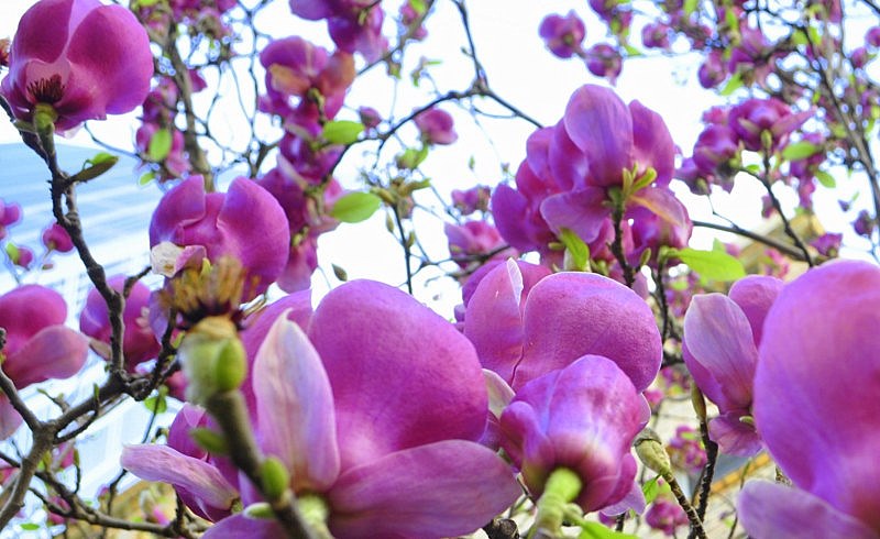 _DSC0065 [800x600].jpg