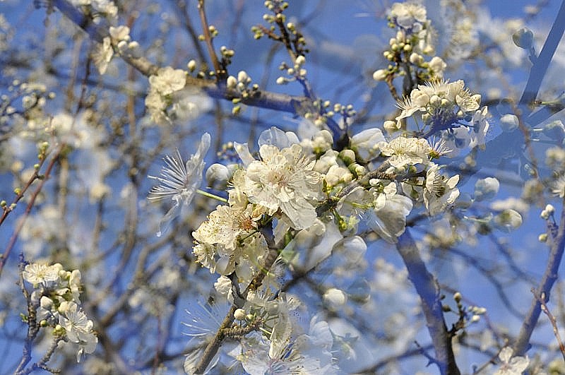 _DSC0312 [800x600].jpg