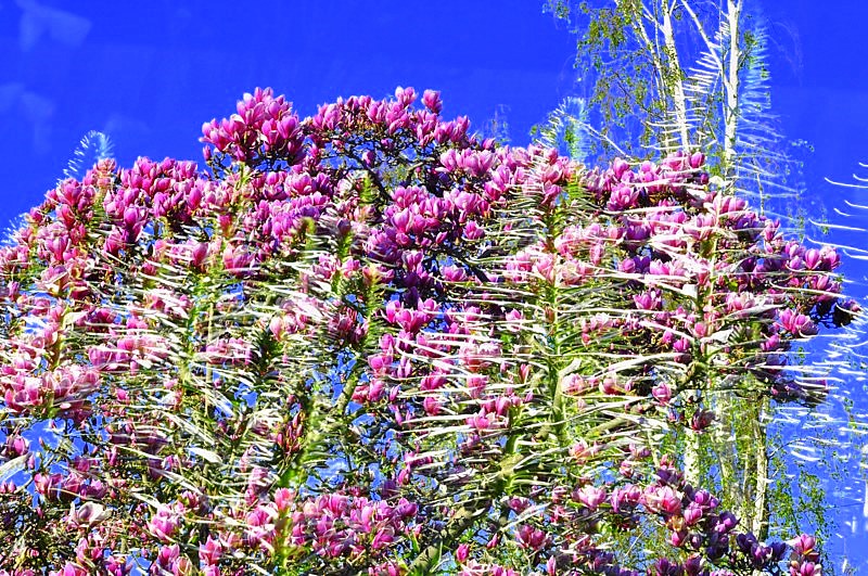 _DSC0502 [800x600].jpg