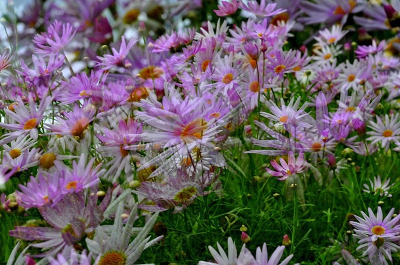 _DSC0089 [800x600].jpg