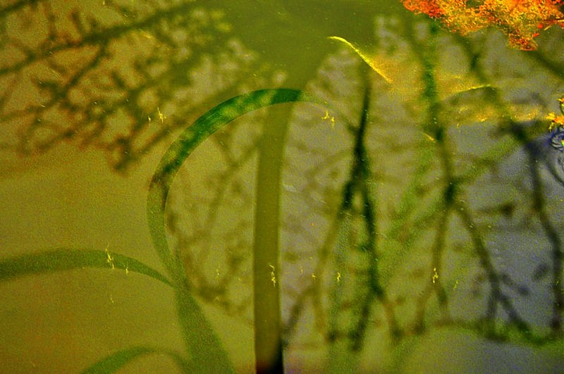 _DSC0385 [800x600].jpg