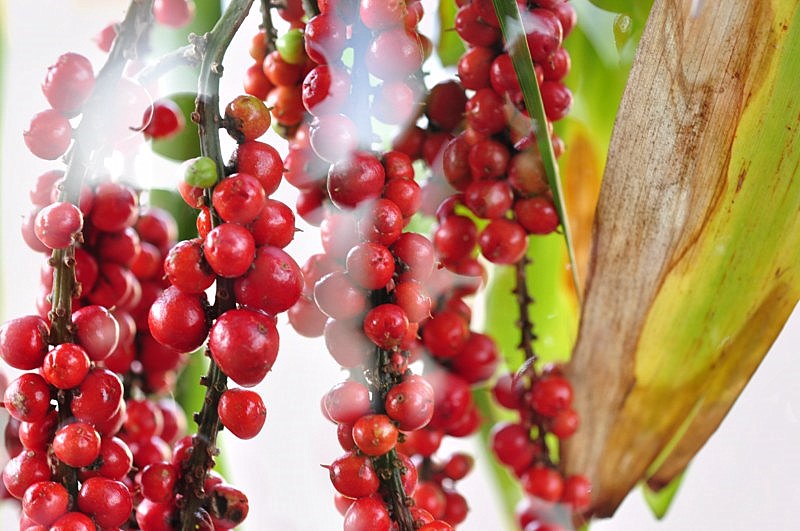 _DSC0326 [800x600].jpg