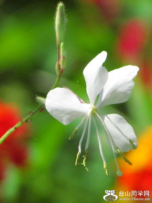 IMG_8876_1.jpg