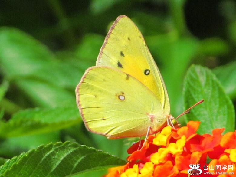 img_8758_1.jpg