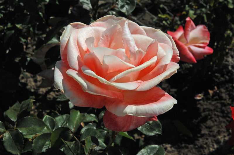 DSC_0786.JPG