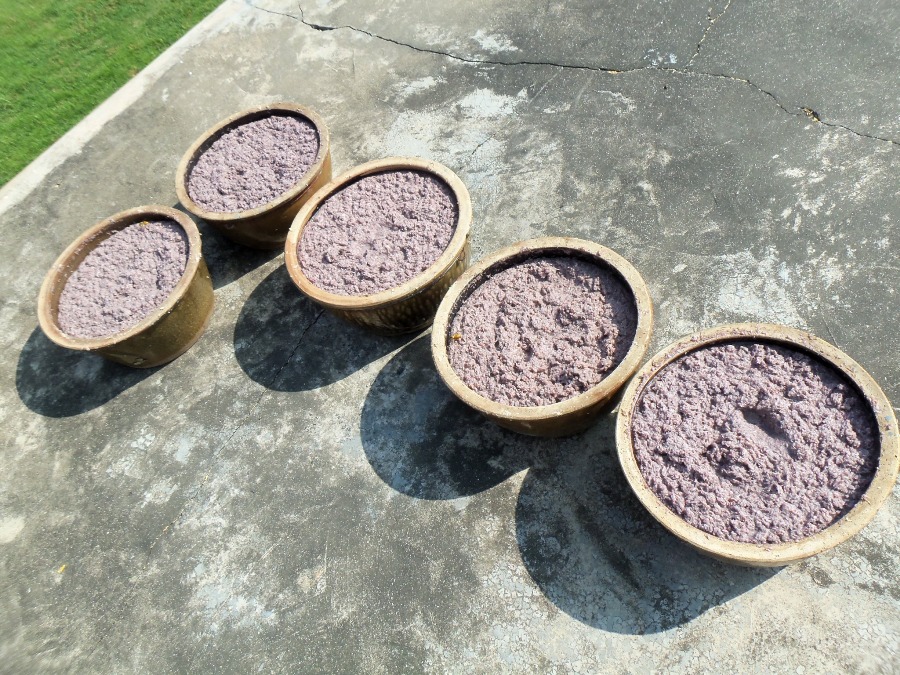 100_0703.JPG 100_0703.JPG