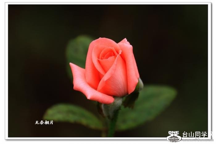 2_2978_147dbd8eeed48b8[1].jpg