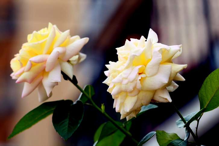 ������С IMG_7634.JPG