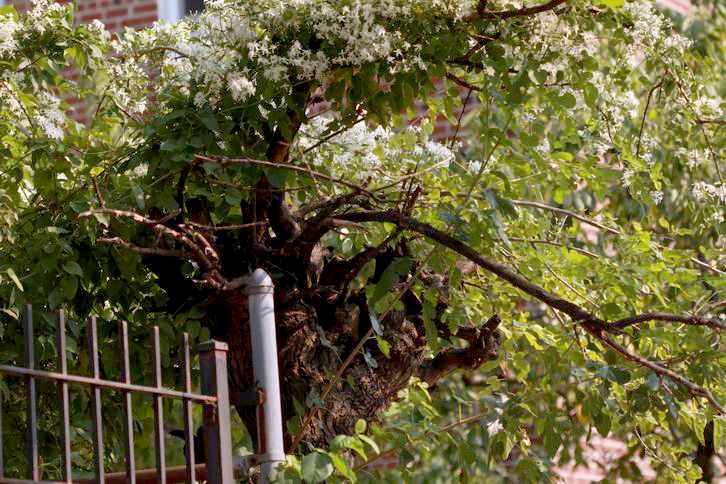 ������С IMG_7687.JPG