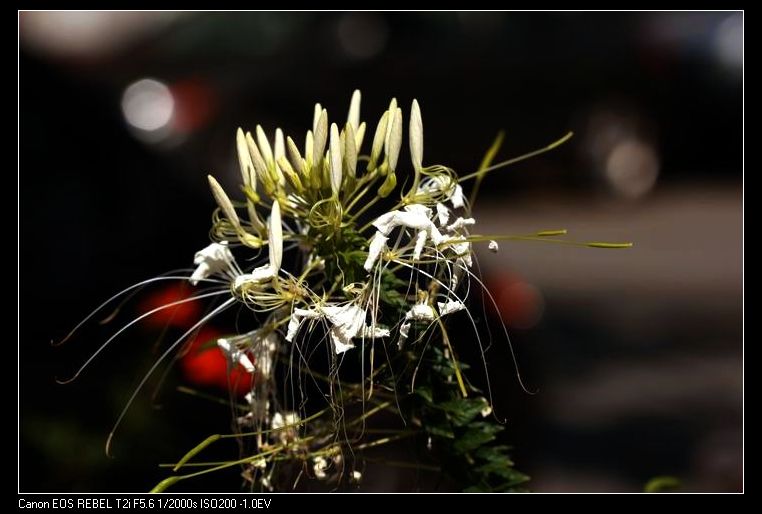 ������С IMG_7548.JPG