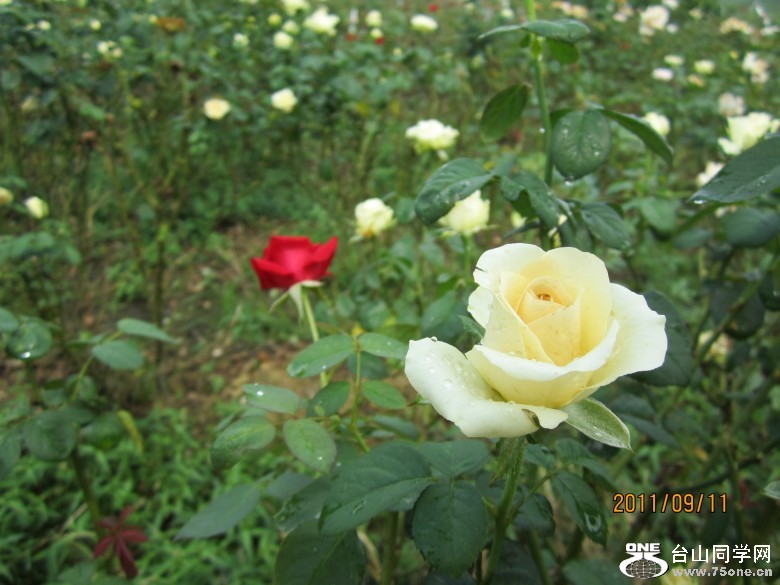 õ�� 185_conew1.jpg