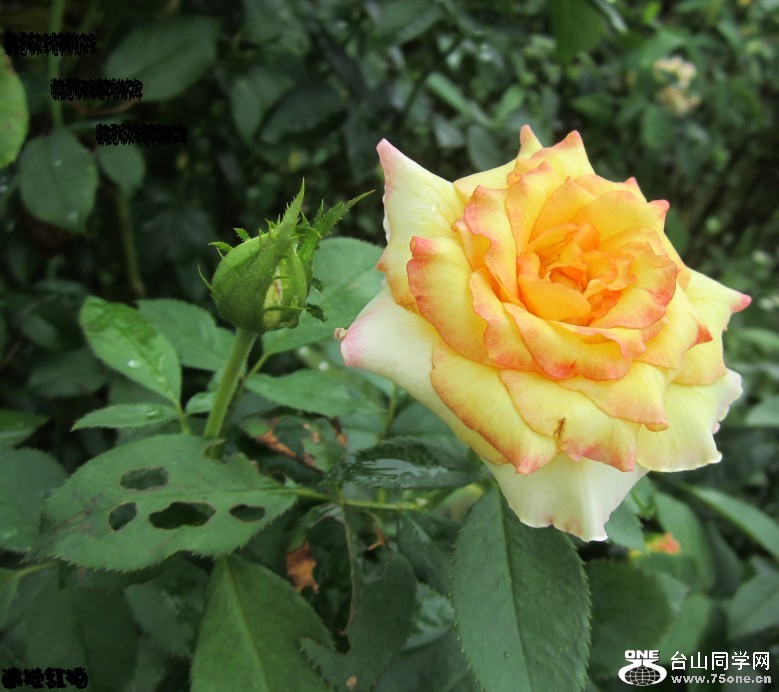 õ�� 201_conew1.jpg