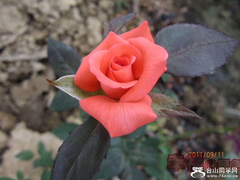 õ�� 146_conew1.jpg