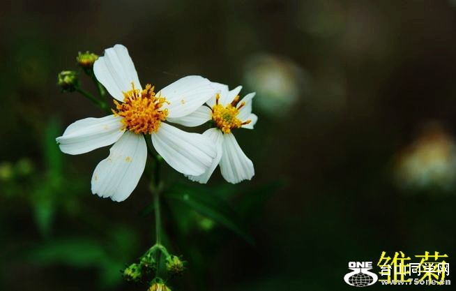 DSC_9890.jpg