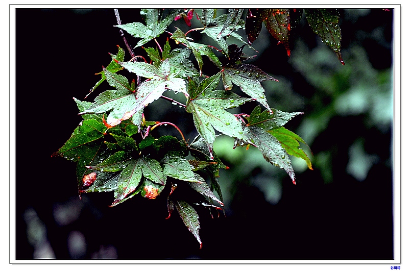 ŦԼ������۽ڣ�2011�� 588-1.jpg