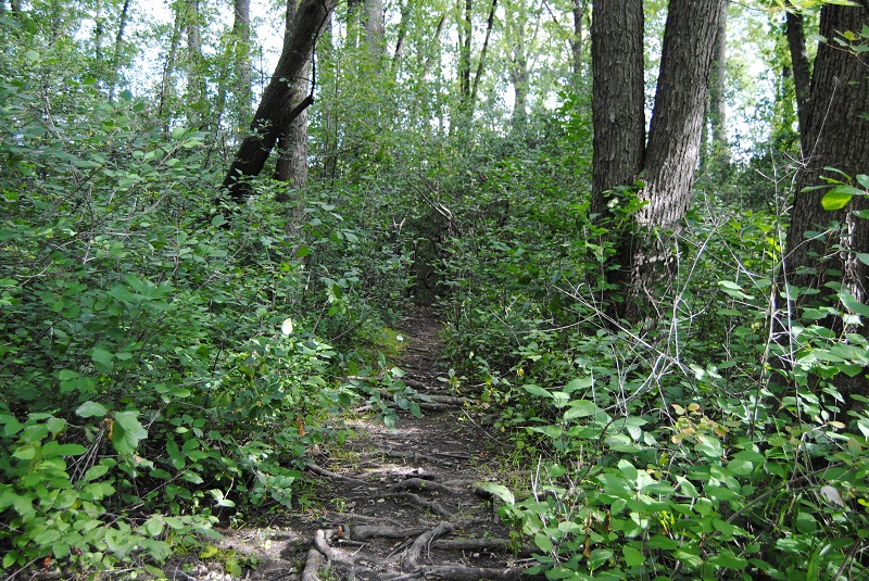 DSC_6597.JPG