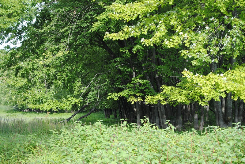 DSC_6590.JPG