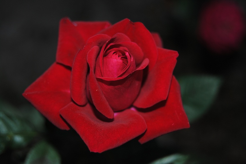 DSC_6690.JPG