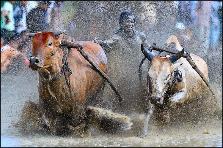 Bull race-2a.jpg