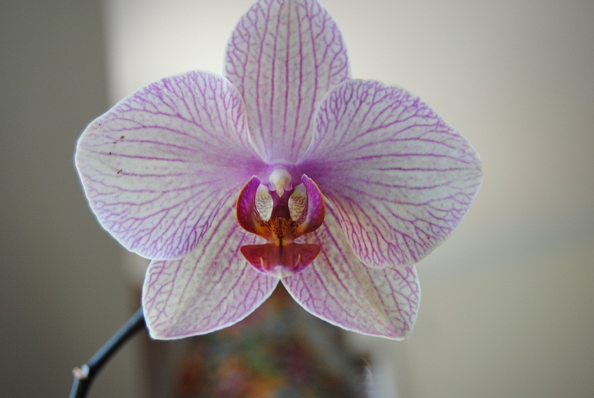 DSC_6666.JPG