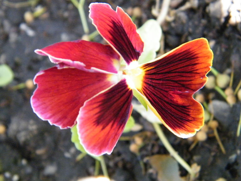 DSCF7068.JPG