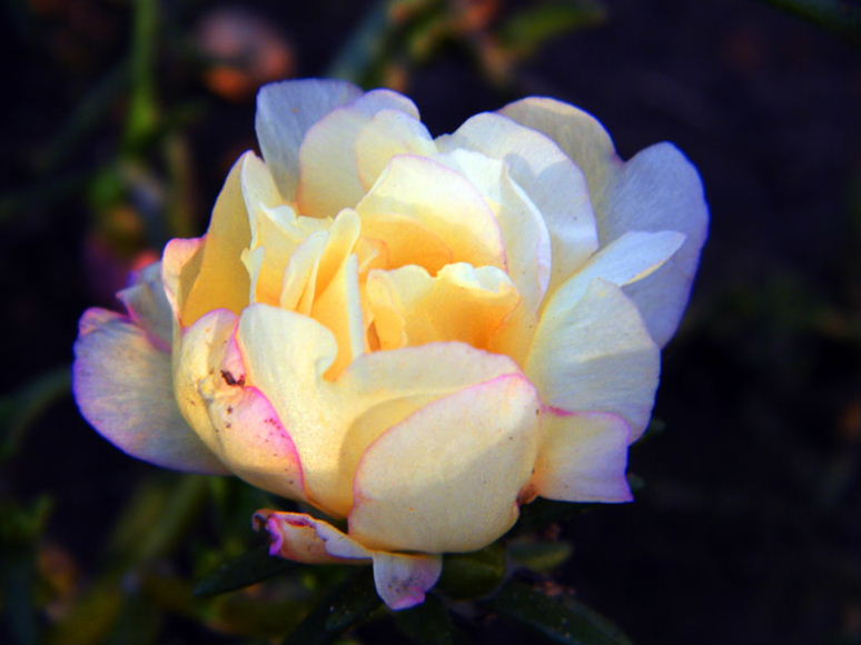 DSCF6663.jpg