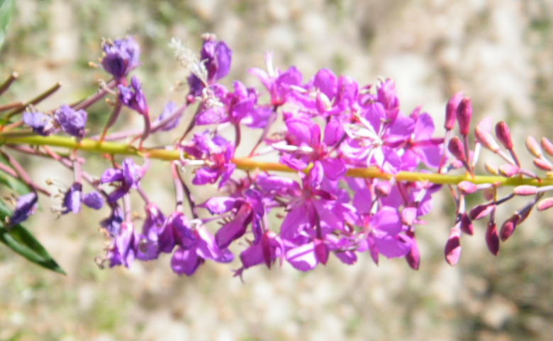 DSCF4563.JPG