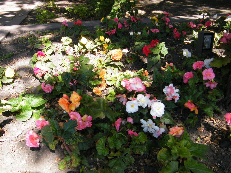 DSCF7225.JPG