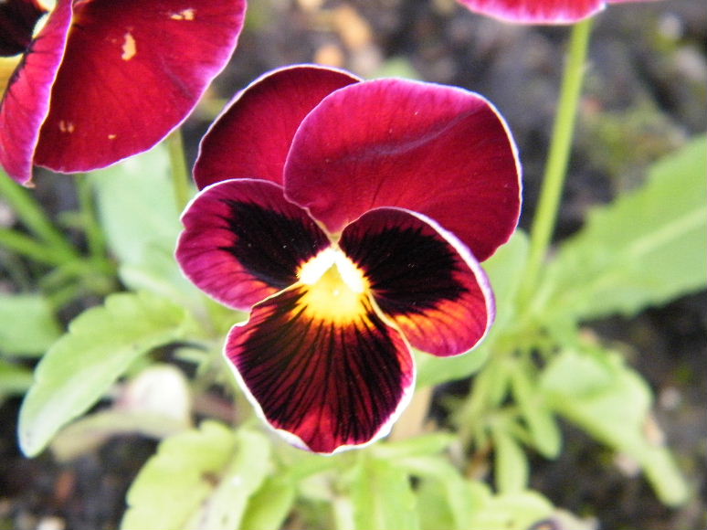 DSCF7069.JPG