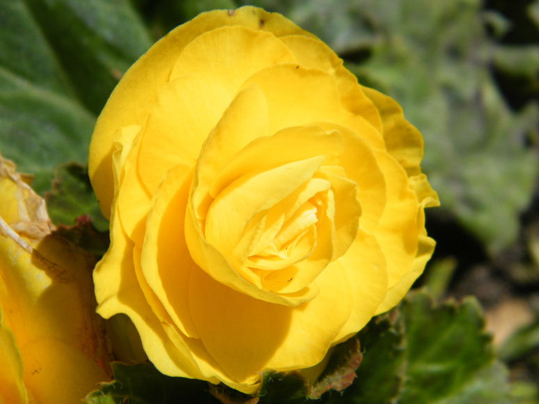 DSCF7231.JPG